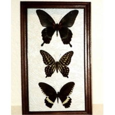 Живые бабочки в рамке
